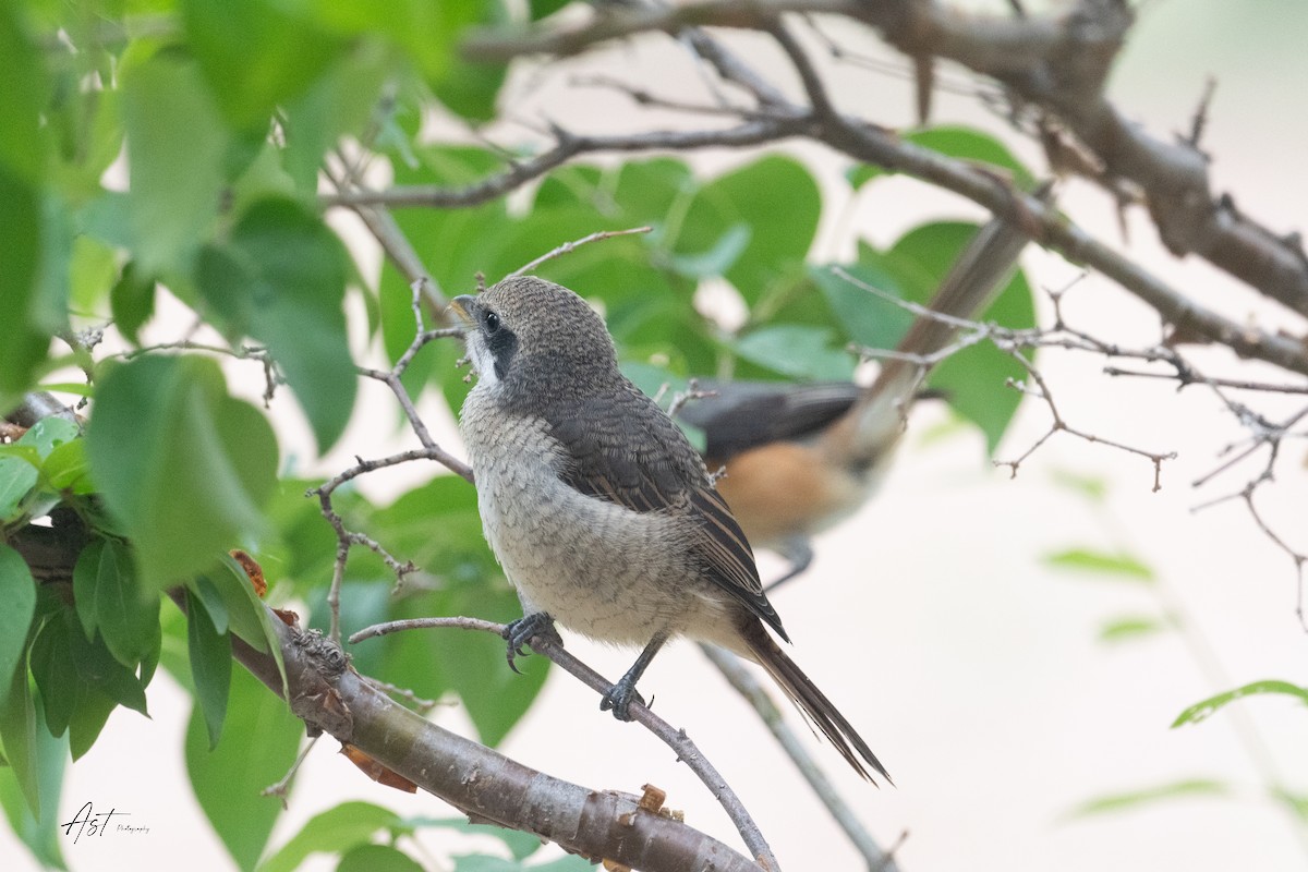 Gray-backed Shrike - ML646745622