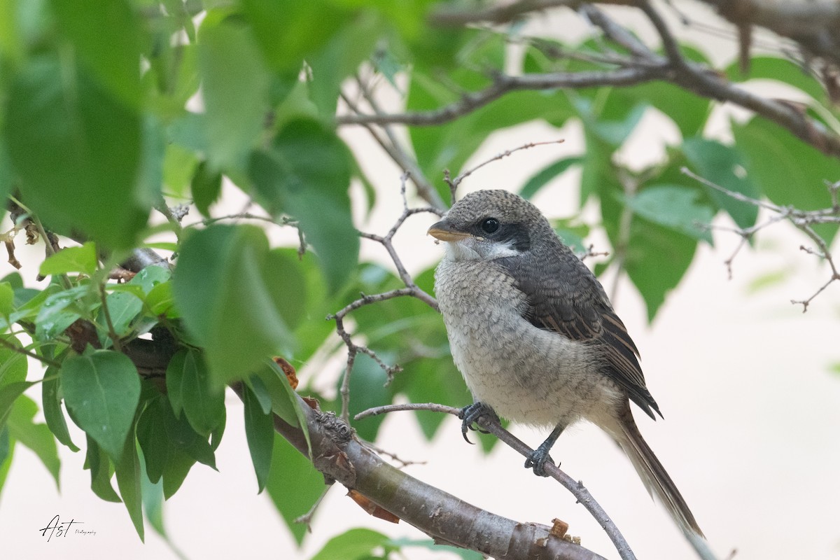 Gray-backed Shrike - ML646745623