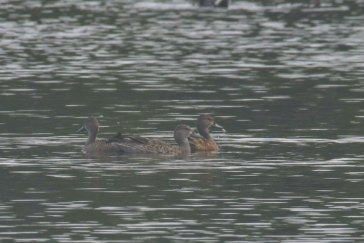 Blue-winged Teal - ML646745624