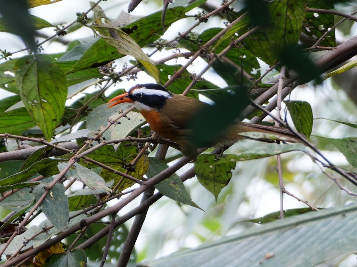 Black-crowned Scimitar-Babbler - ML646745625