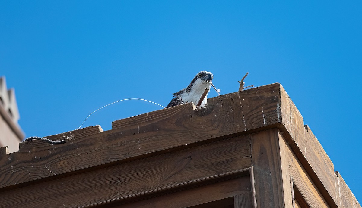 Osprey (Eurasian) - ML646745628
