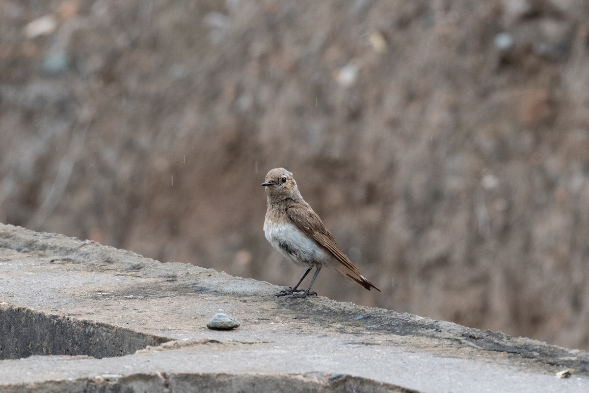 Pied Wheatear - ML646745636