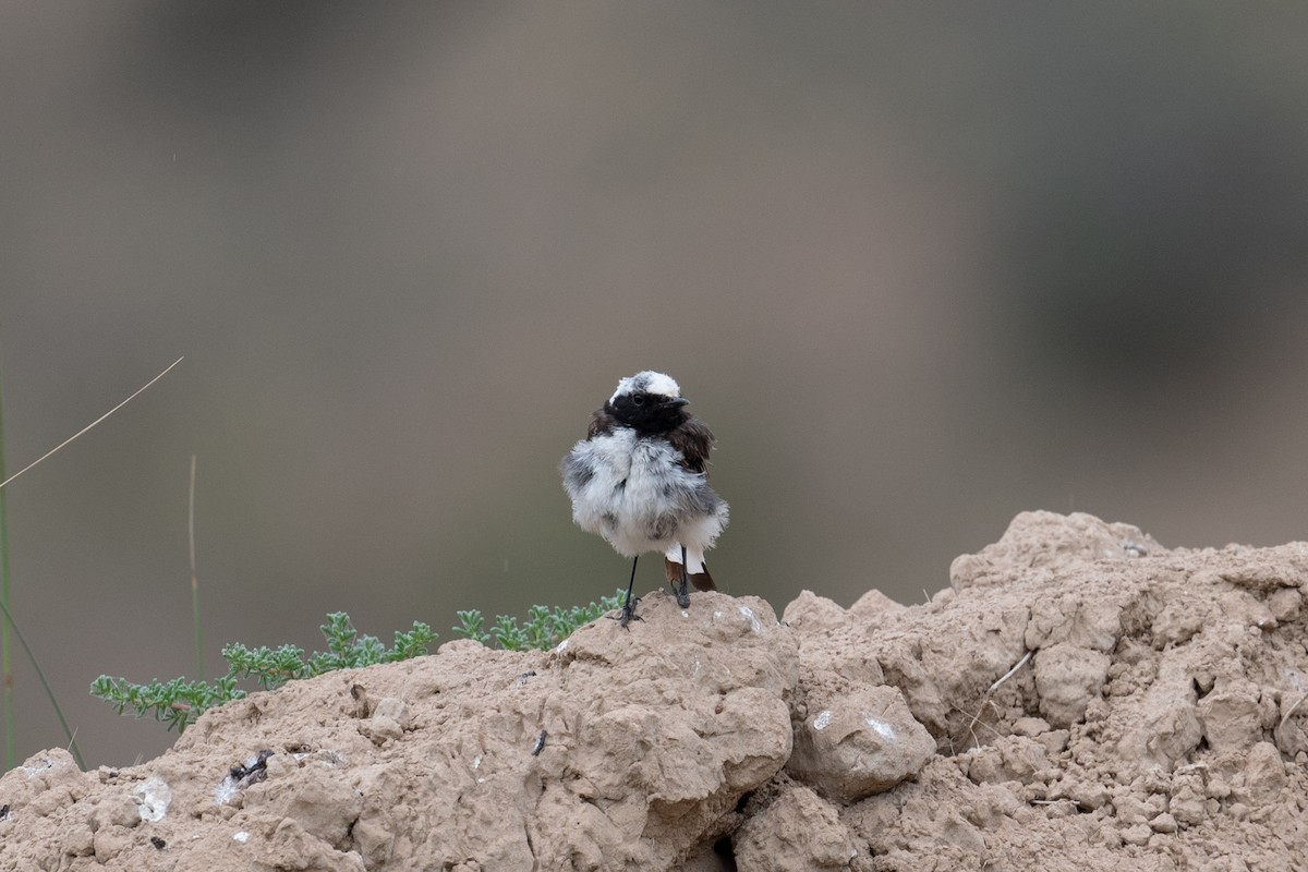 Pied Wheatear - ML646745637