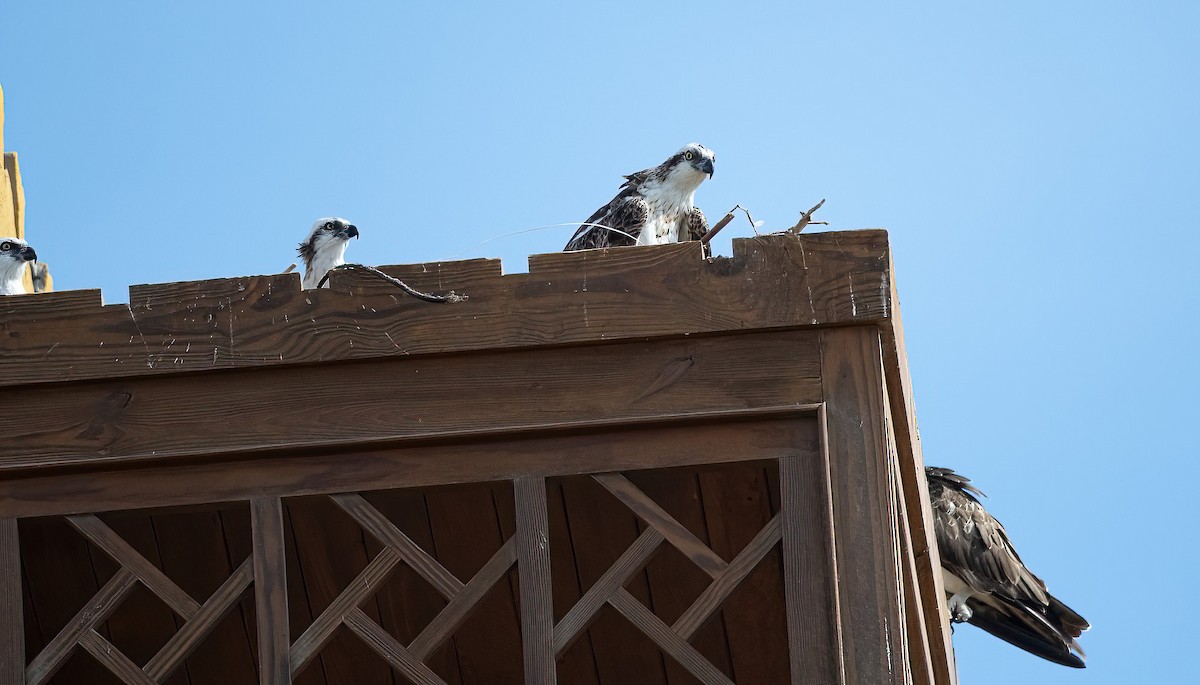 Osprey (Eurasian) - ML646745638