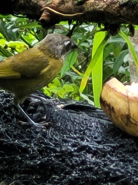 Common Chlorospingus - ML646745645