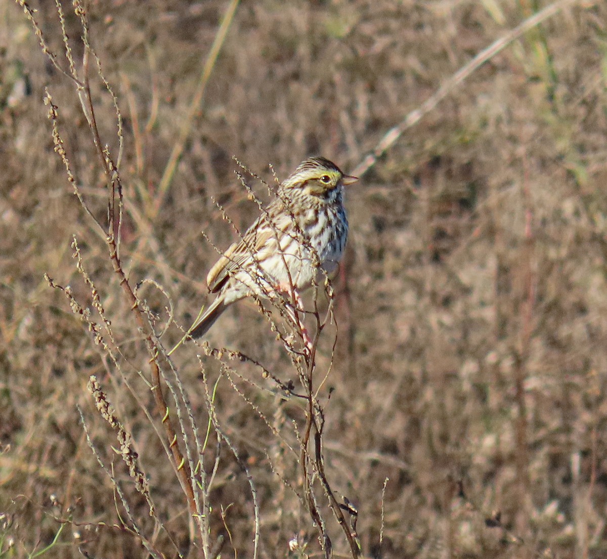 Savannah Sparrow - ML646745650