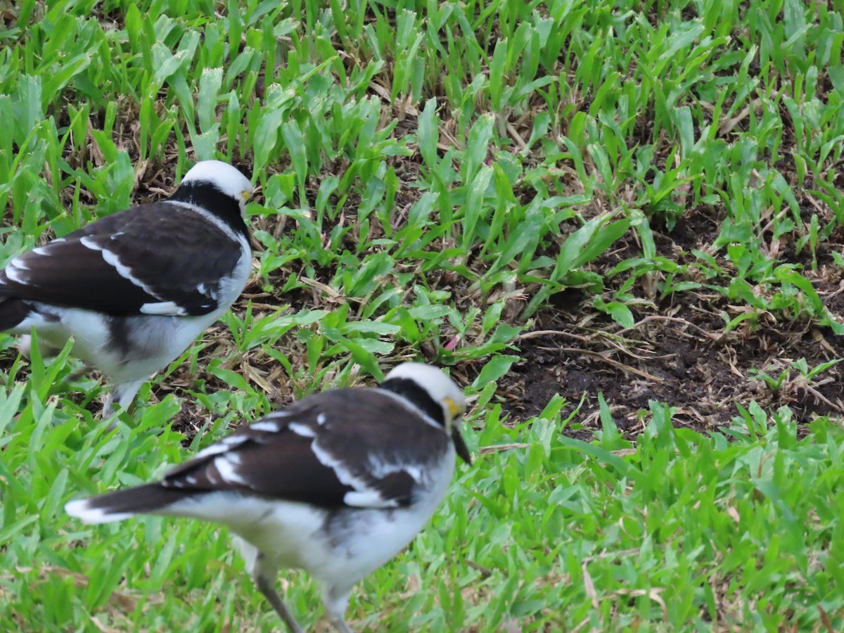 beltestær - ML646745655