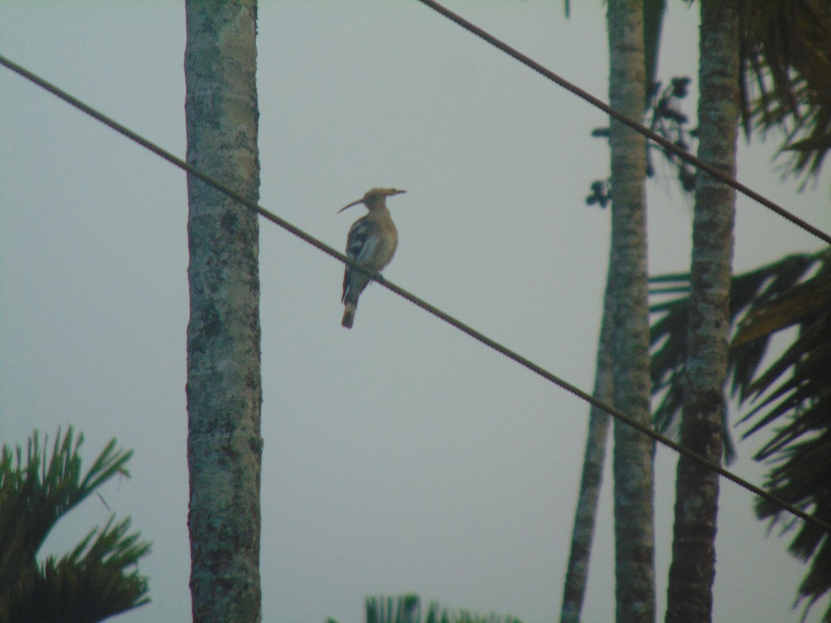 Common Hoopoe - ML646745659