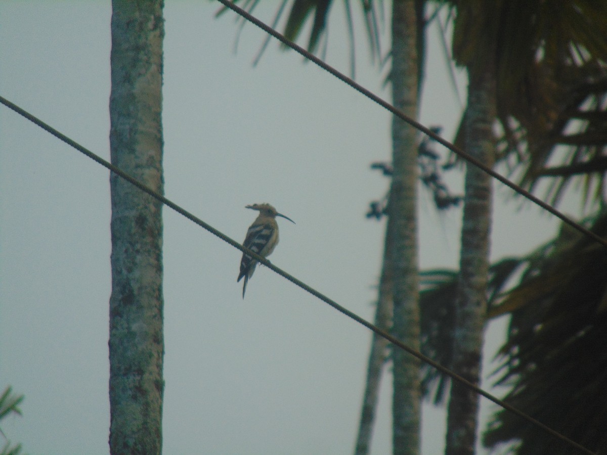 Common Hoopoe - ML646745660