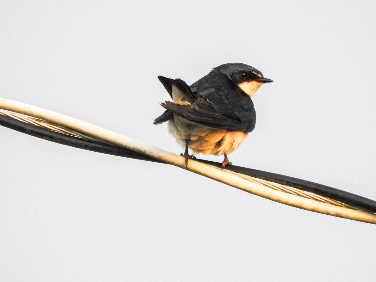 vlaštovka bělokostřecová - ML646745662