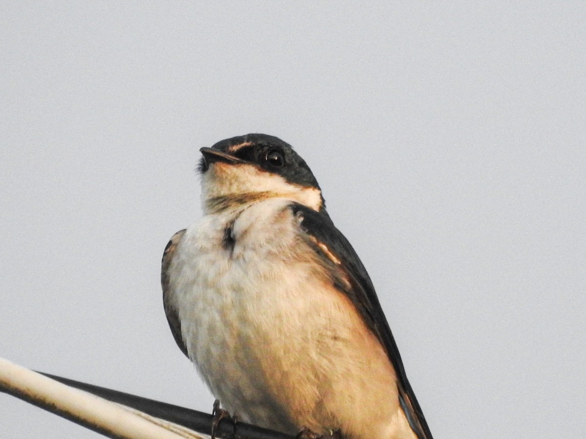 vlaštovka bělokostřecová - ML646745663