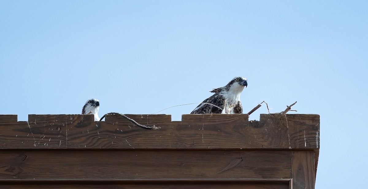 Скопа (haliaetus) - ML646745664