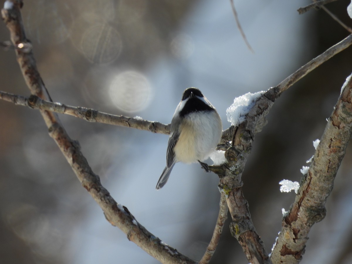 Schwarzkopfmeise - ML646745670