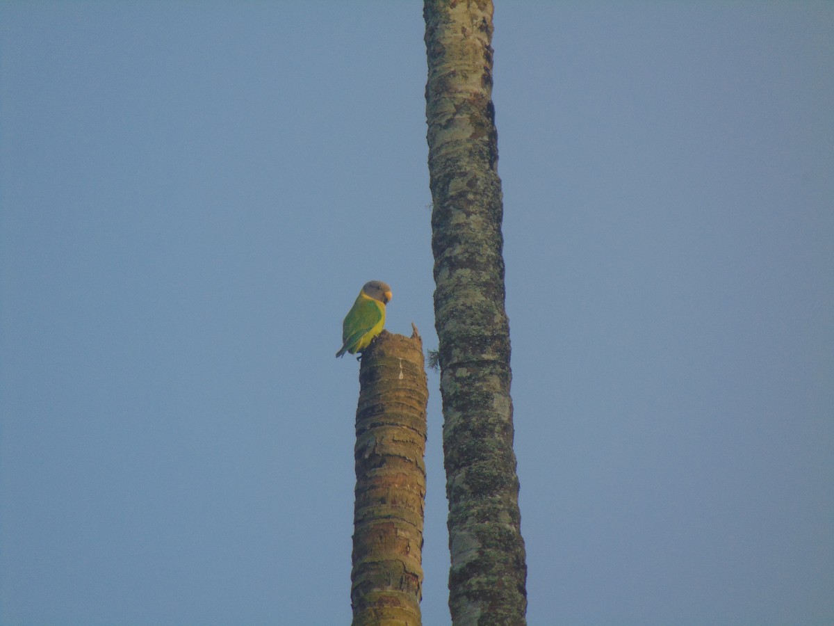 Plum-headed Parakeet - ML646745671