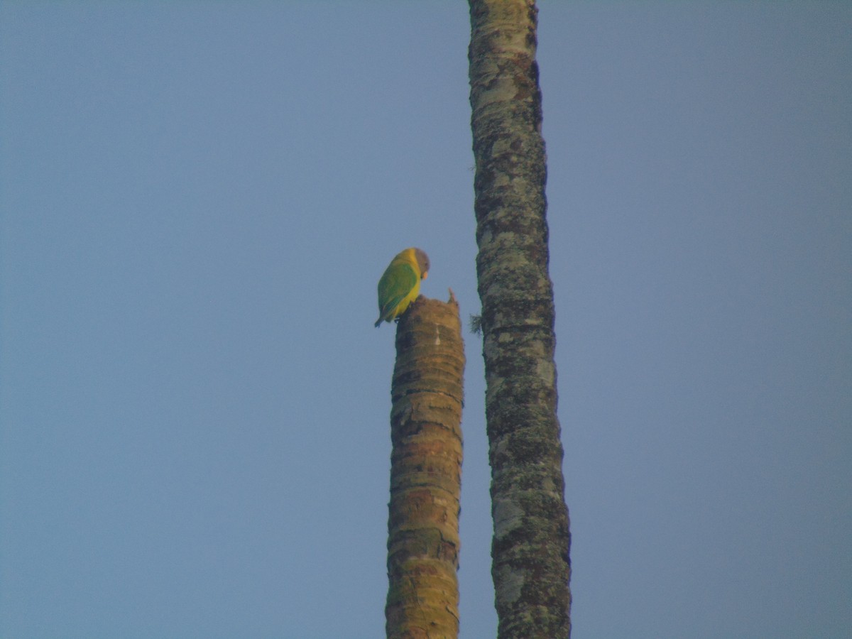 Plum-headed Parakeet - ML646745672