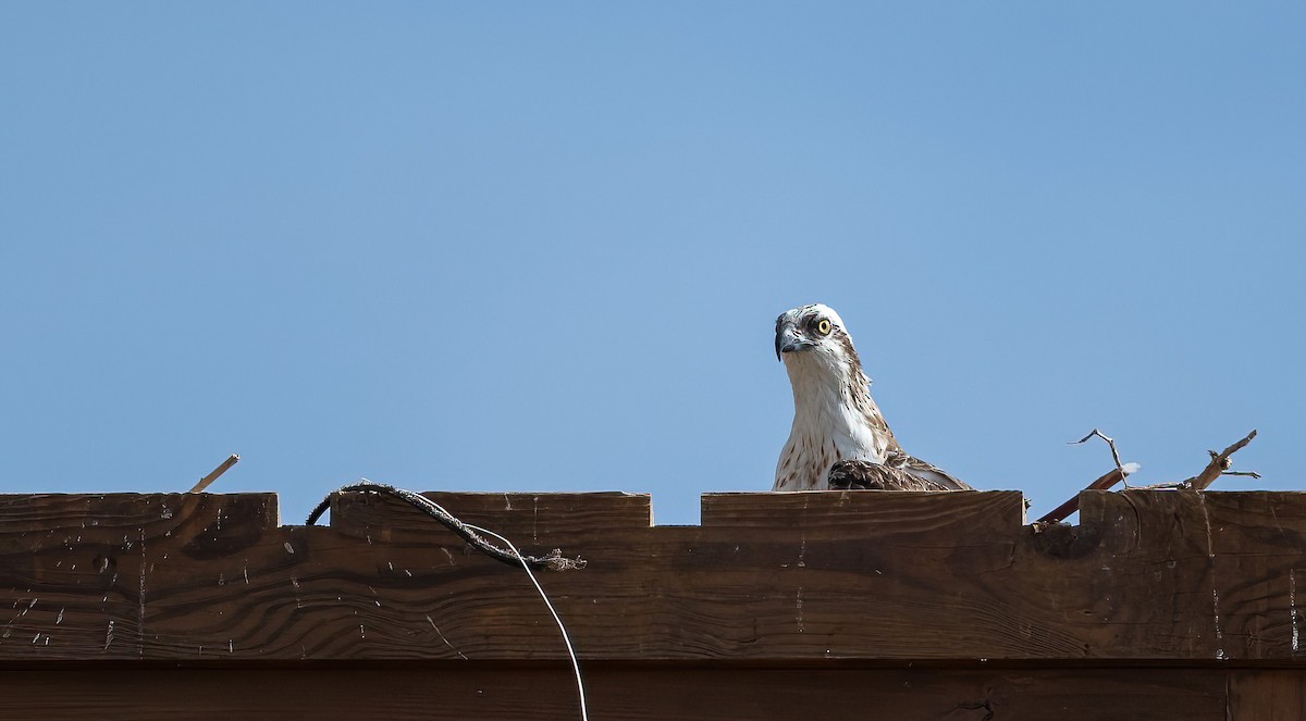 Скопа (haliaetus) - ML646745674