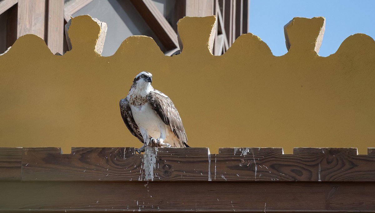 Скопа (haliaetus) - ML646745684