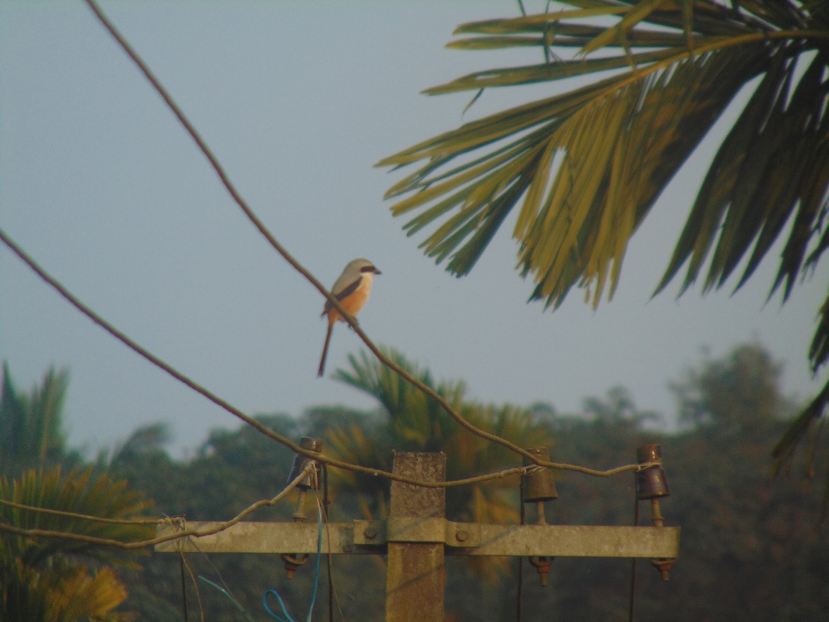 Long-tailed Shrike - ML646745685