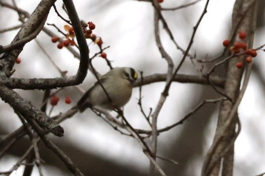 Golden-crowned Kinglet - ML646745686