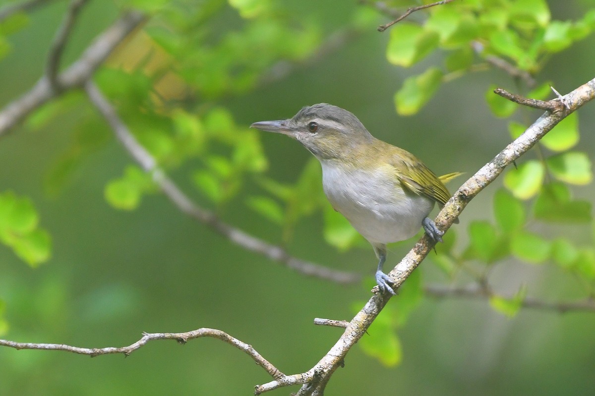 Black-whiskered Vireo - ML646745694