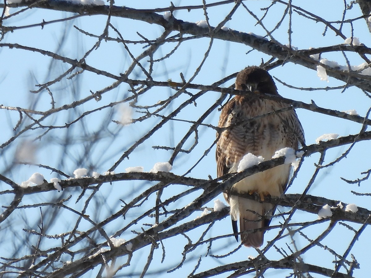 Rotschwanzbussard - ML646745697