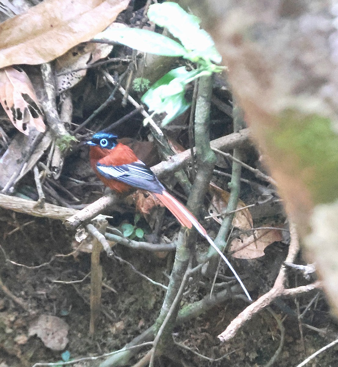 Malagasy Paradise-Flycatcher (Malagasy) - ML646745698