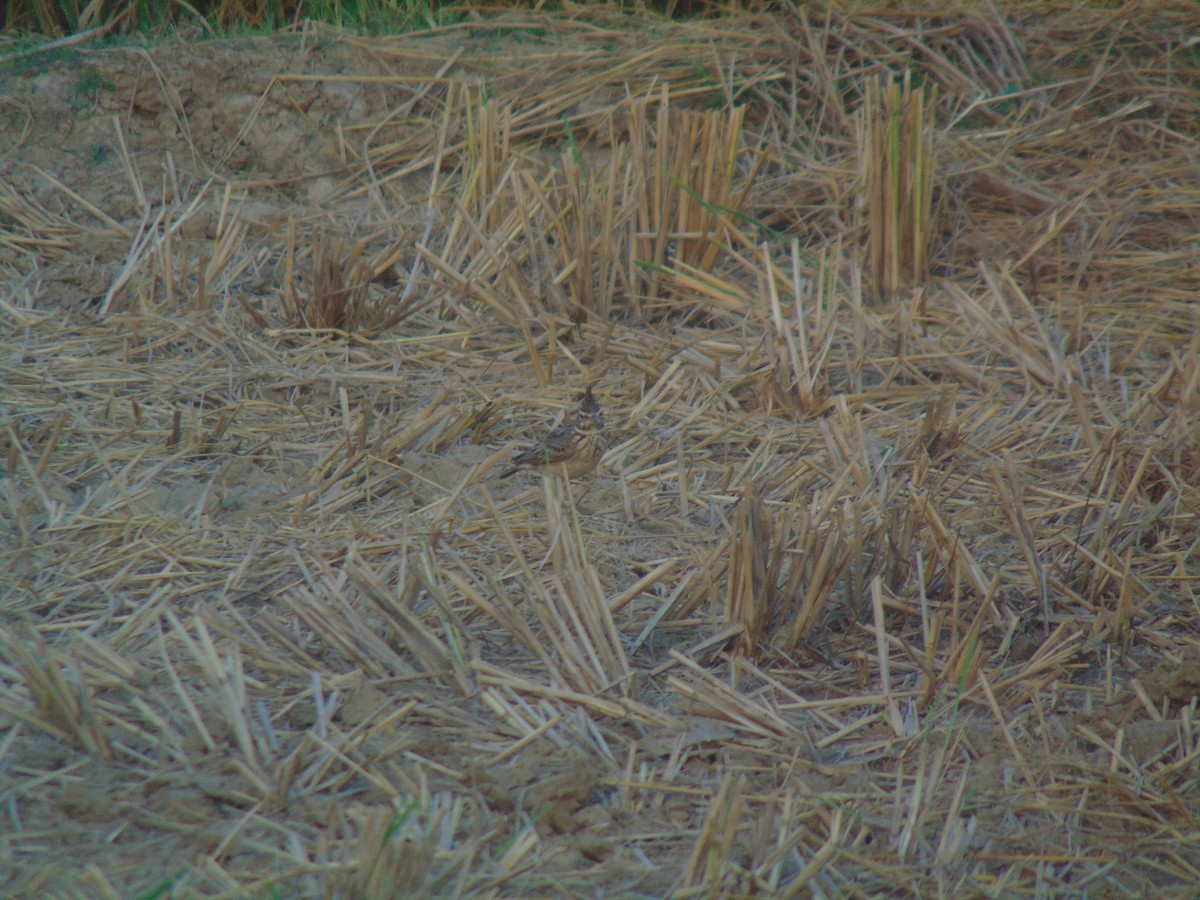 Malabar Lark - ML646745700