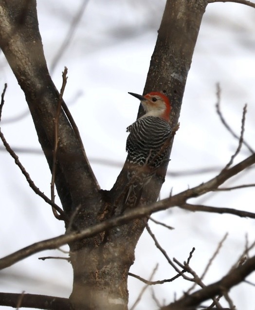 Red-bellied Woodpecker - ML646745701
