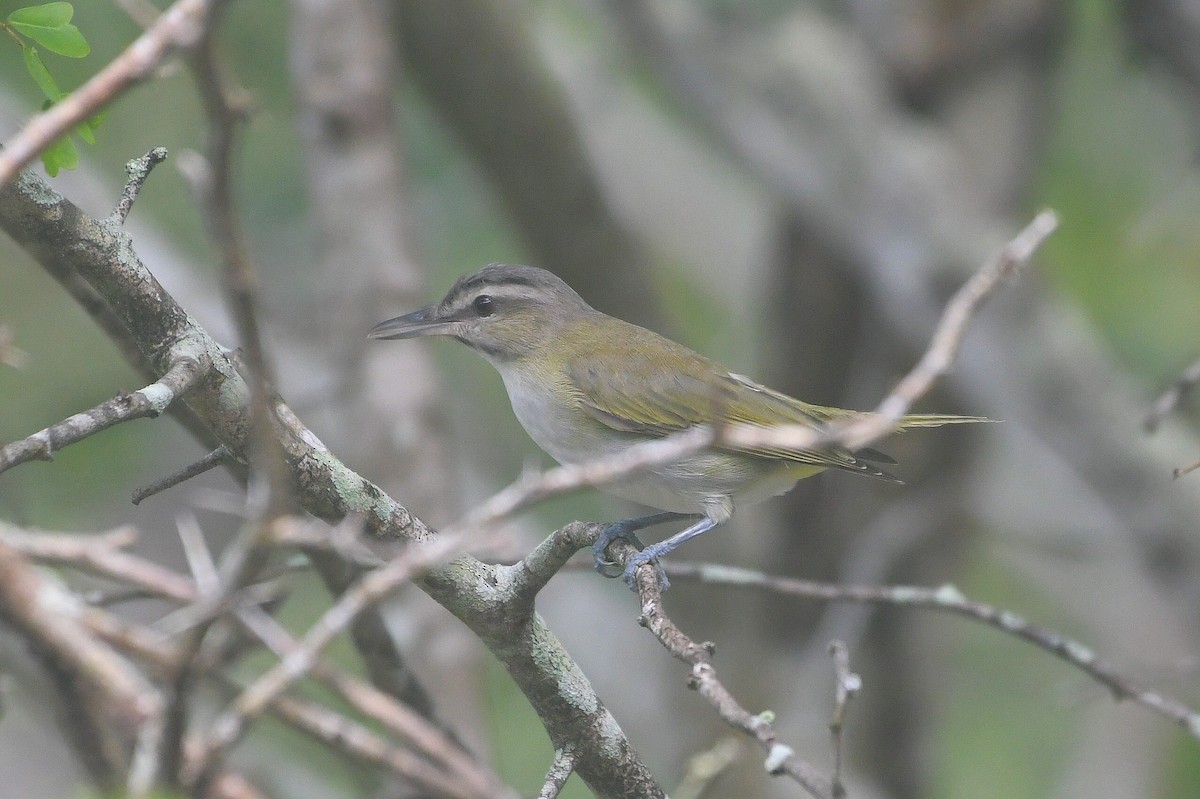 Black-whiskered Vireo - ML646745702