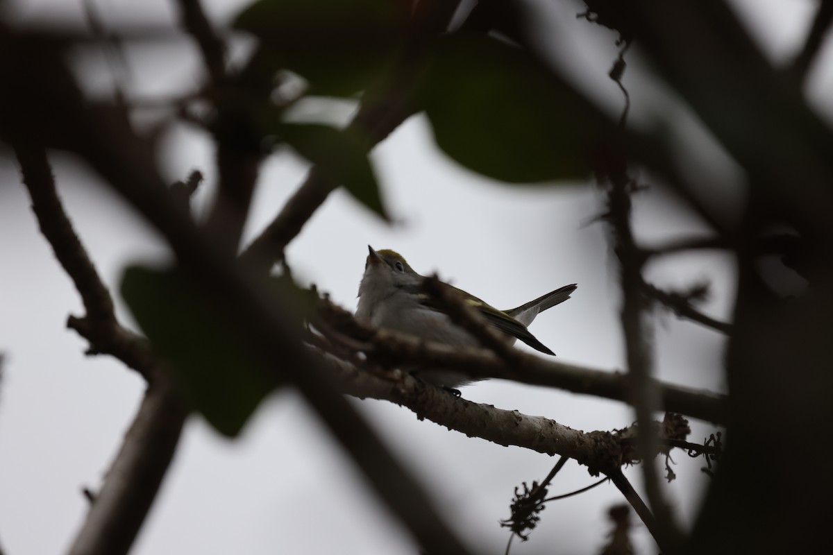 lesňáček rezavoboký - ML646745704