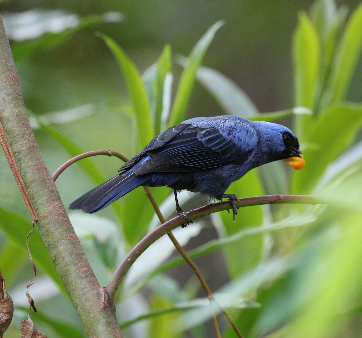 Diademed Tanager - ML646745709