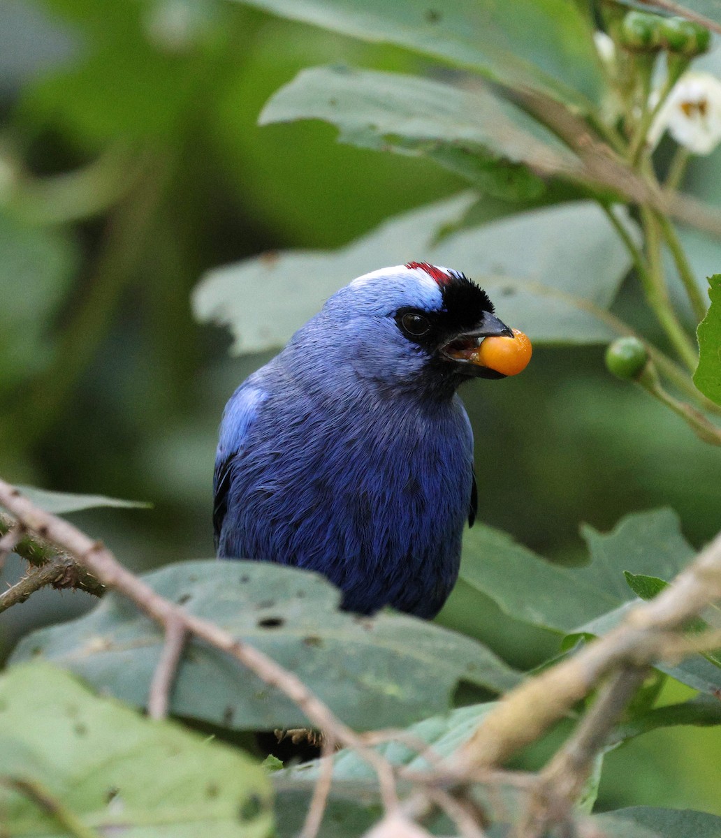 Diademed Tanager - ML646745710