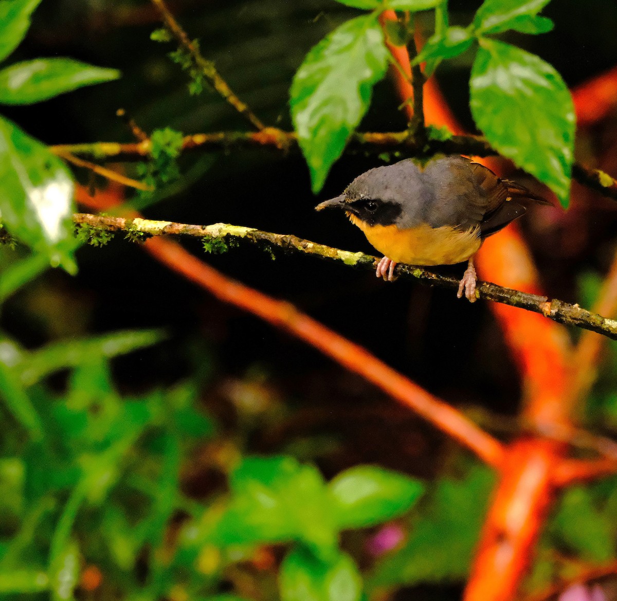 Black-eared Hemispingus - ML646745711
