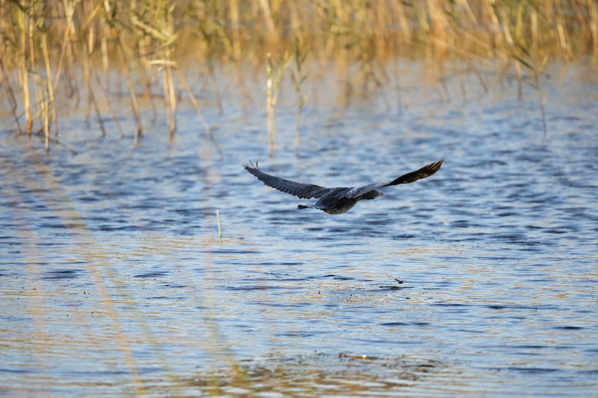 Тураг гогой - ML646745715