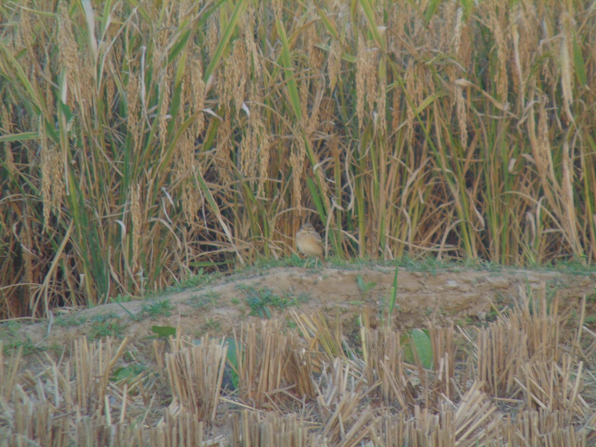 Paddyfield Pipit - ML646745718
