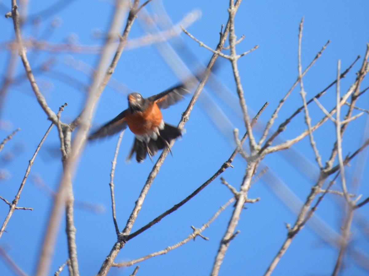 Wanderdrossel - ML646745719