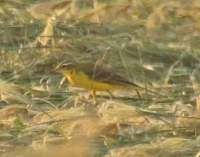 Жёлтая трясогузка (flava/beema) - ML646745720