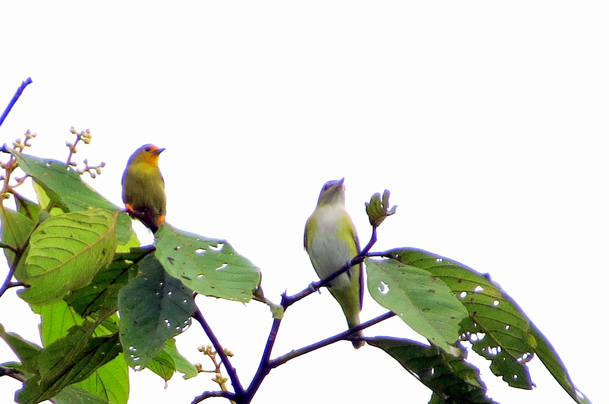 gullpanne - ML646745724