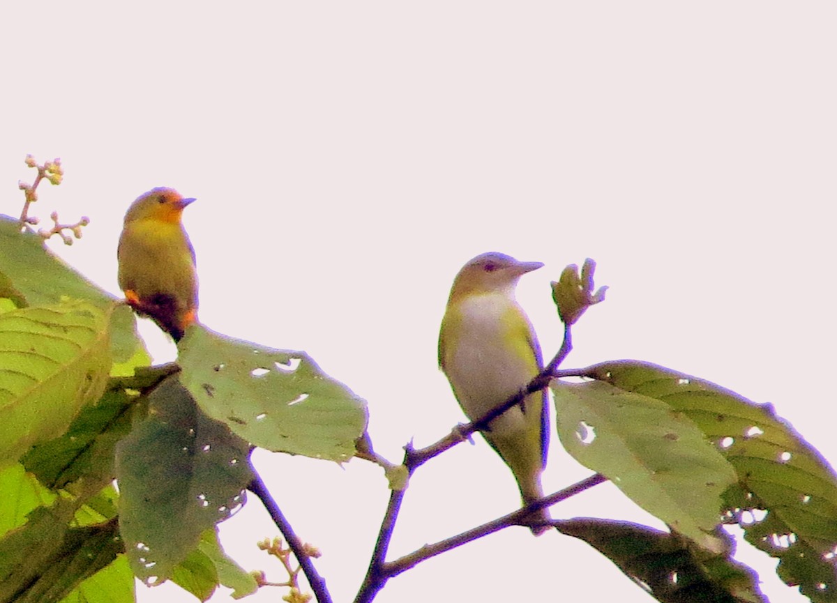 gullpanne - ML646745725