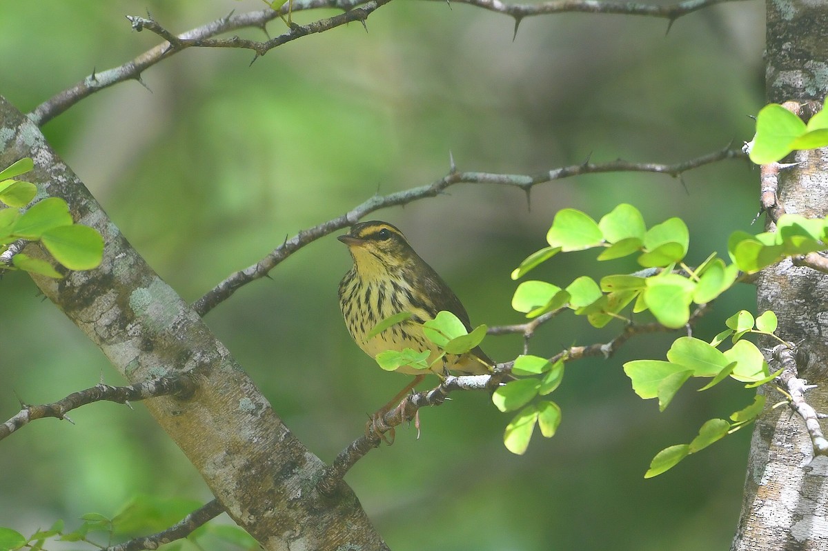 vannparula - ML646745726