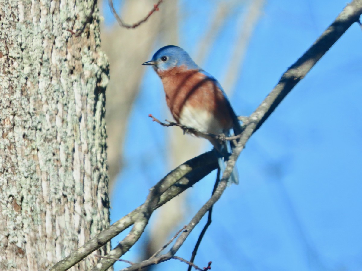 Merlebleu de l'Est - ML646745727