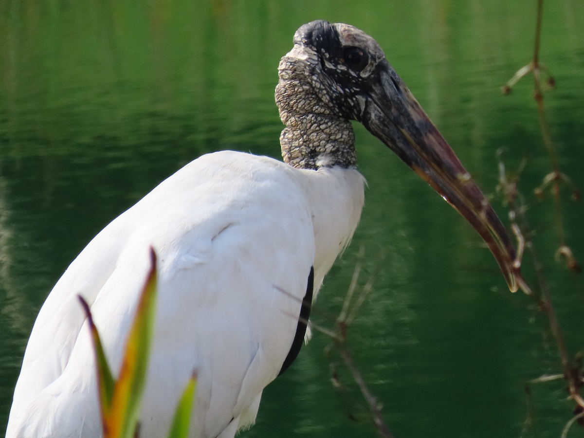 amerikastork - ML646745728