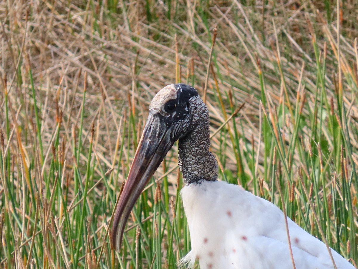 amerikastork - ML646745729