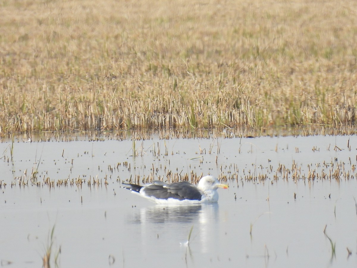 gulbeinmåke - ML646745730