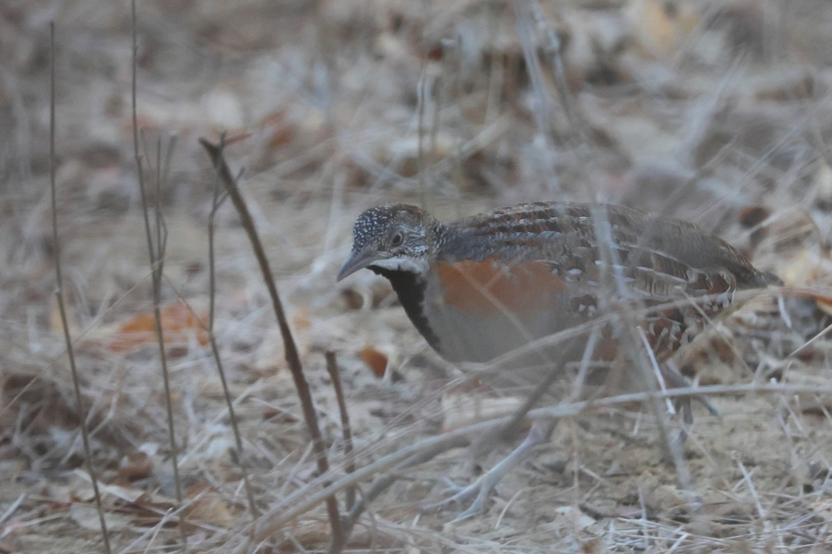 madagaskarspringvaktel - ML646745732