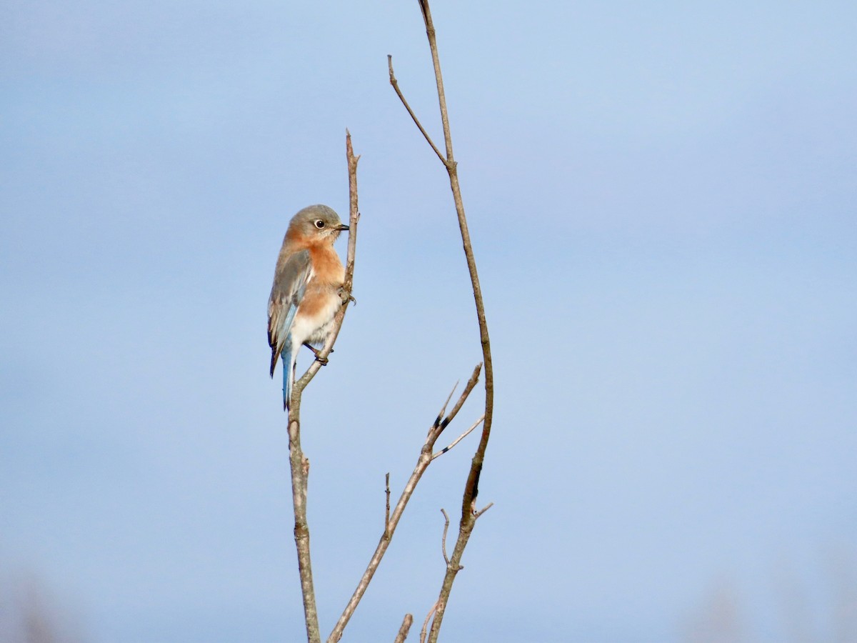 Merlebleu de l'Est - ML646745733
