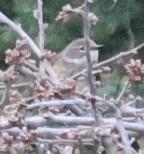 myrteparula - ML646745734