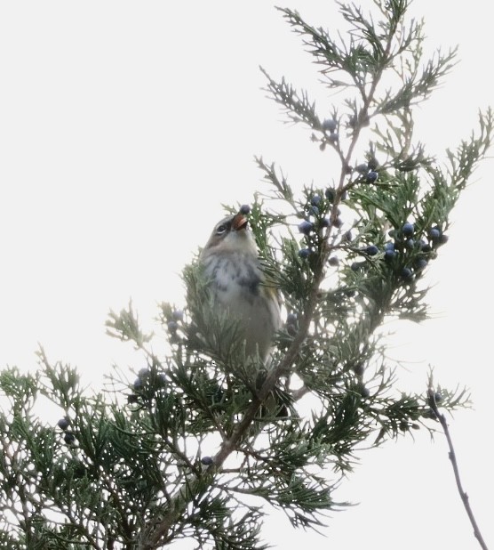 myrteparula - ML646745735