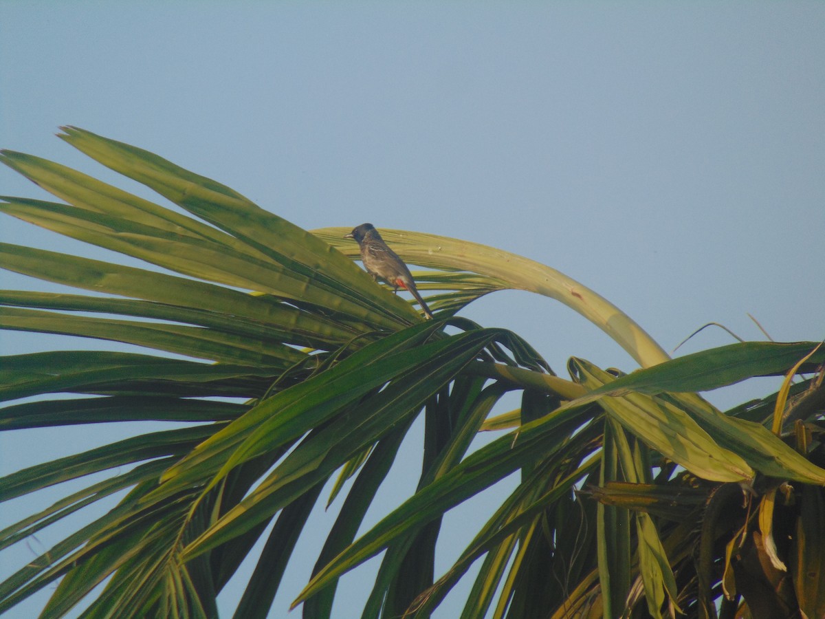 Red-vented Bulbul - ML646745736