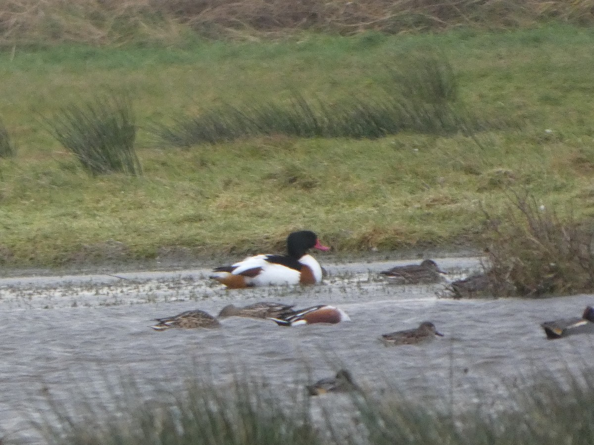 gravand - ML646745739